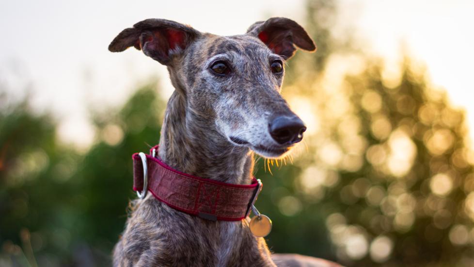 Stroke in dogs; a senior Greyhound with the sunset behind him.